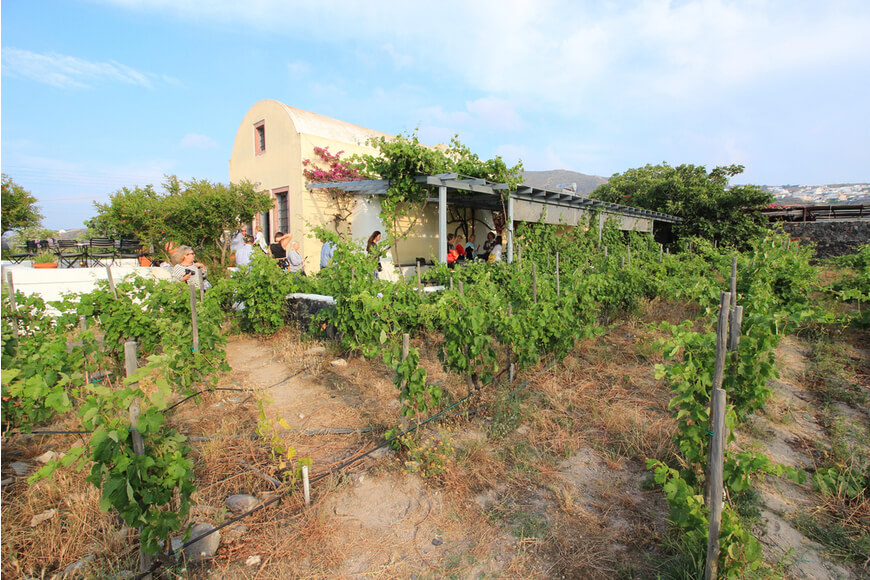 santorini wineries-Domaine Sigalas-Kamari tours